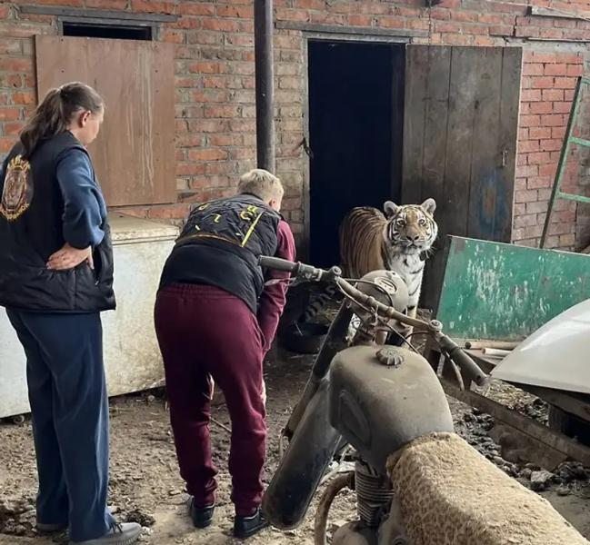 Полиция изъяла у россиянина незаконно купленную тигрицу